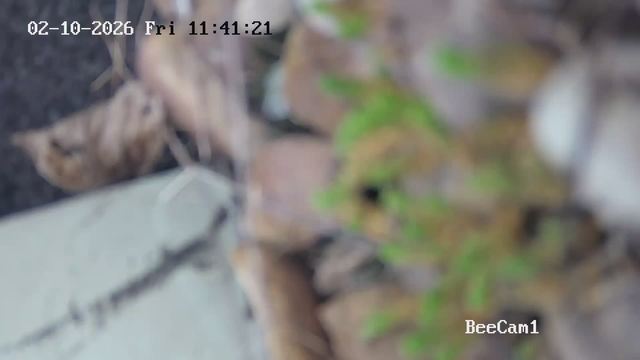 Screenshot from 62.223.227.161:554