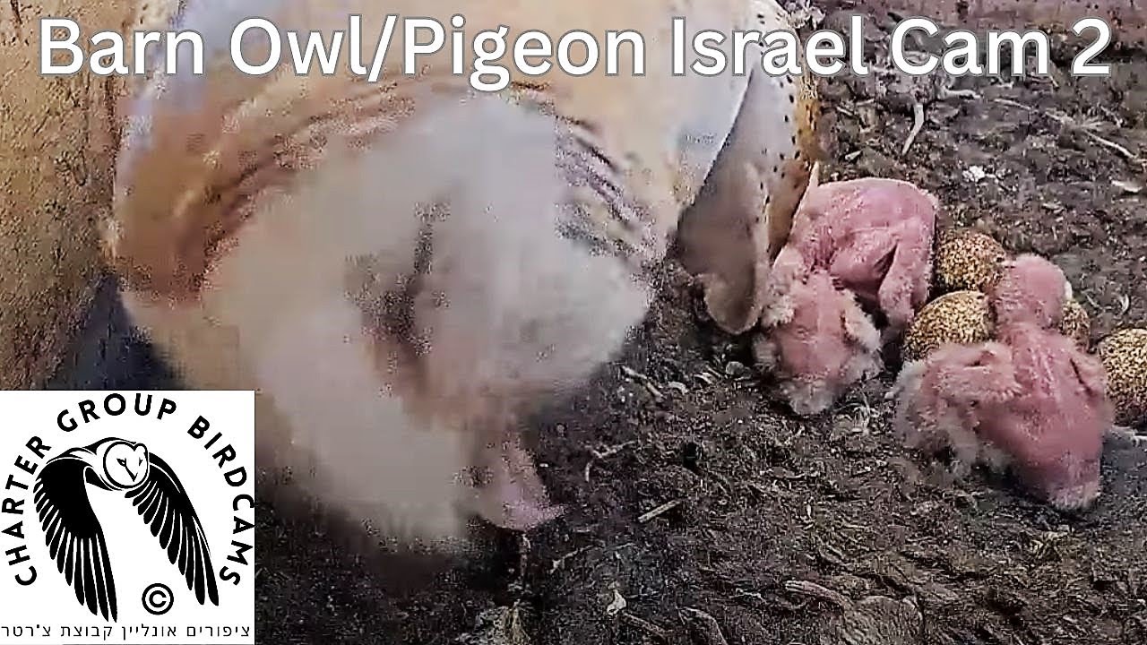 Thumbnail for Barn Owl (Israel)