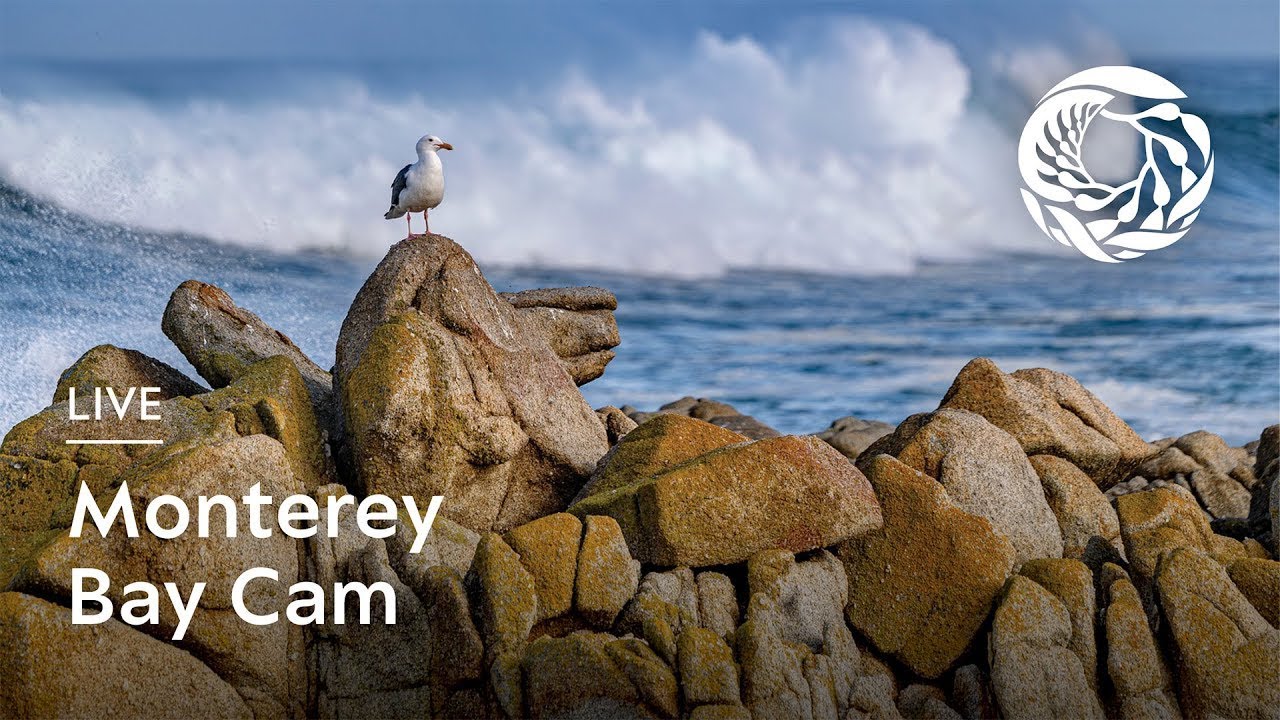 Thumbnail for Monterey Bay (Monterey Bay Aquarium)