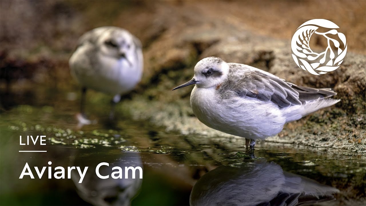 Thumbnail for Aviary (Monterey Bay Aquarium)