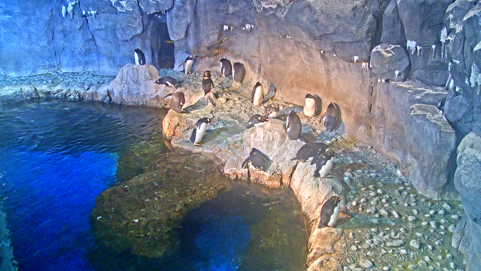 Snapshot from Penguin Cam