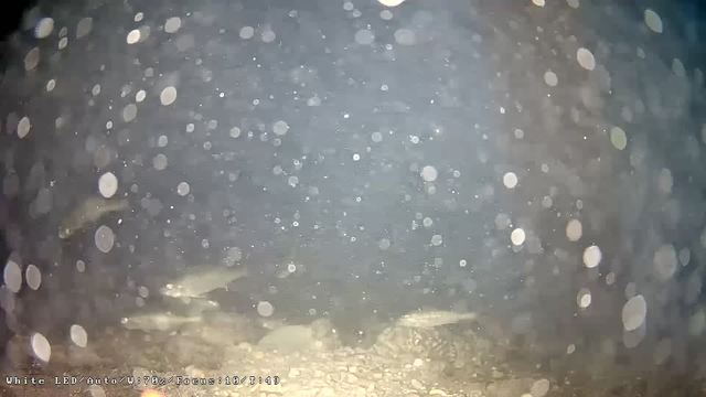 Screenshot from 91.133.95.16:8554