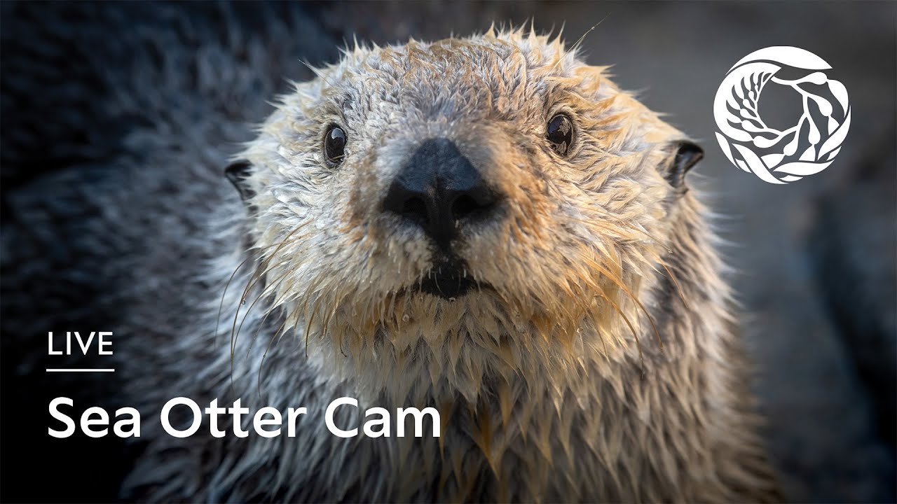 Thumbnail for Sea Otter (Monterey Bay Aquarium)