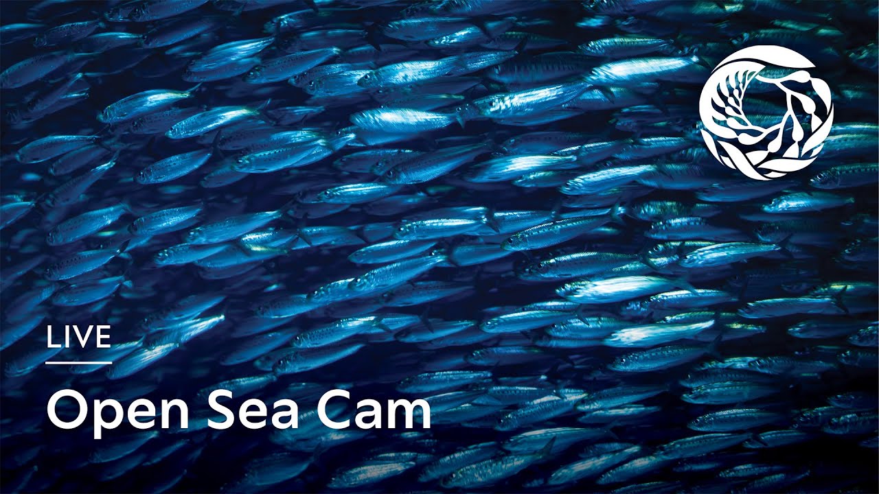 Thumbnail for Open Sea (Monterey Bay Aquarium)
