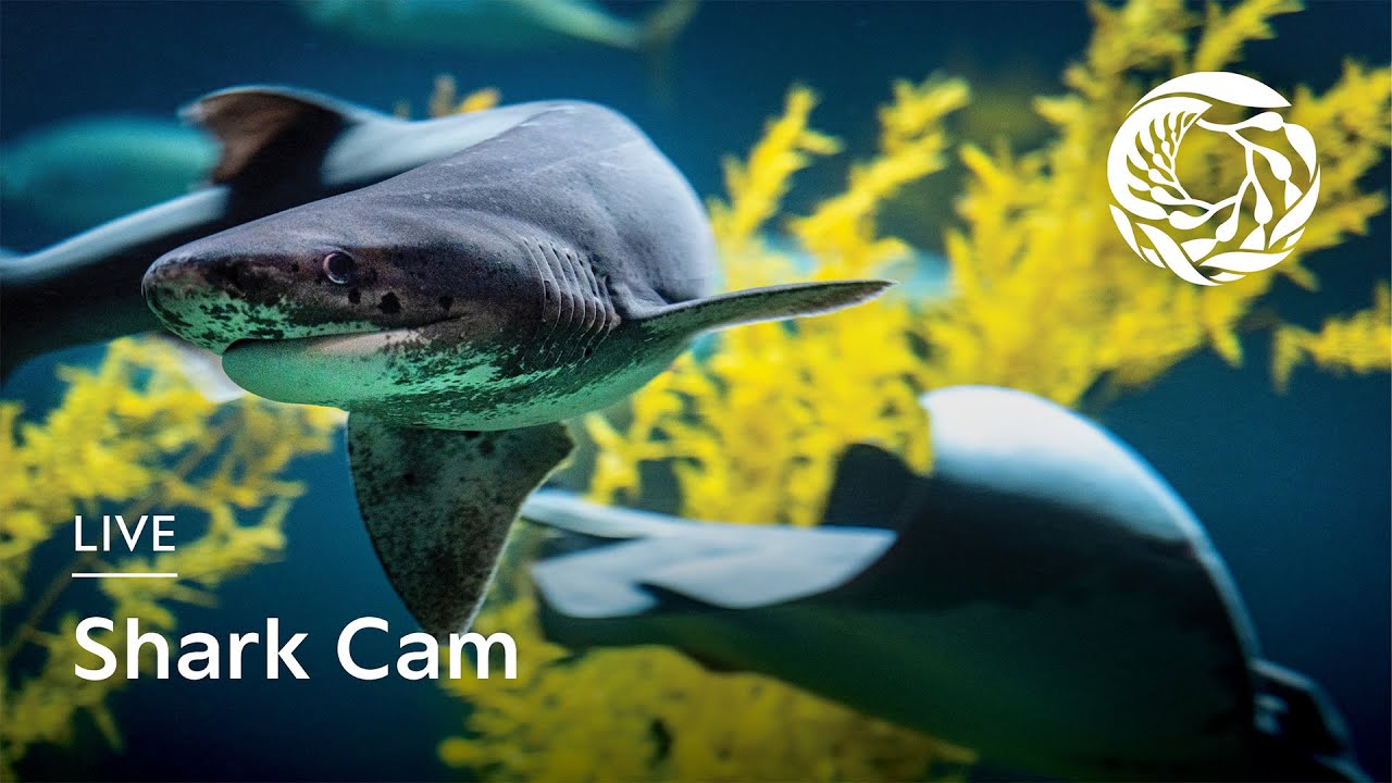 Thumbnail for Shark (Monterey Bay Aquarium)