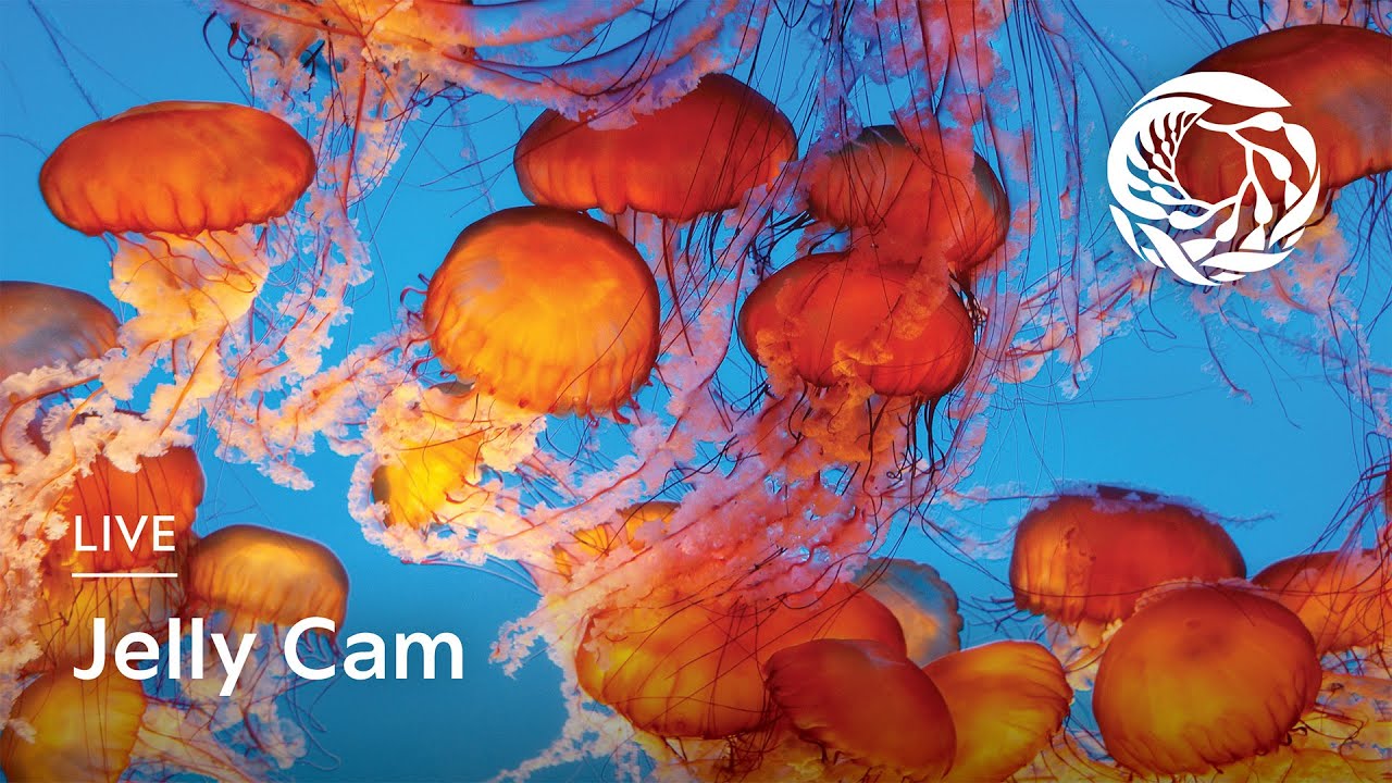 Thumbnail for Jelly (Monterey Bay Aquarium)