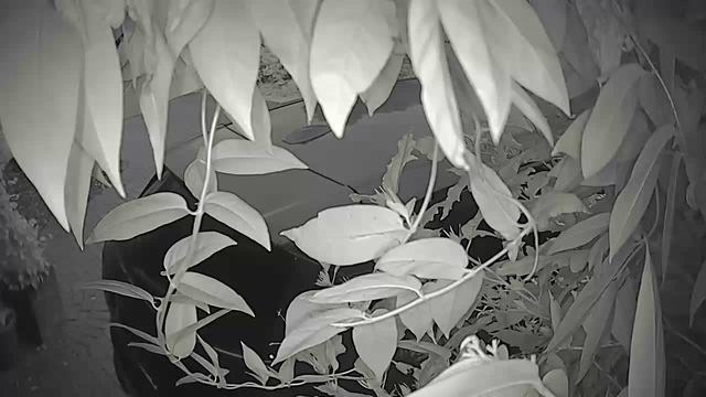 Screenshot from 155.133.211.188:554