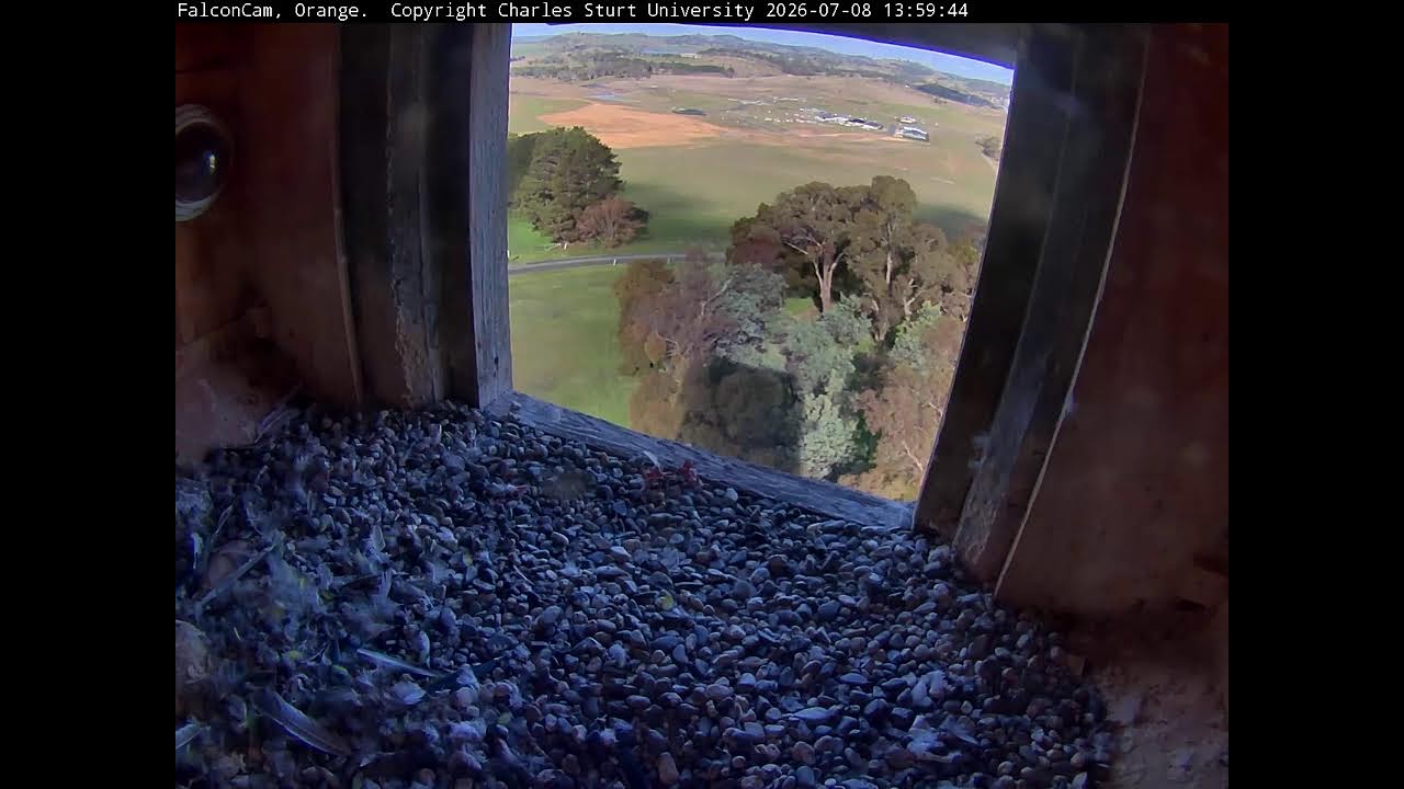 Thumbnail for Ledge Camera FalconCam