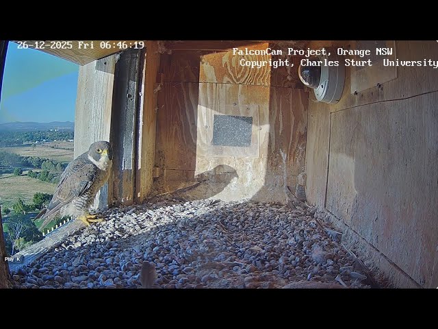 Thumbnail for Box Camera FalconCam