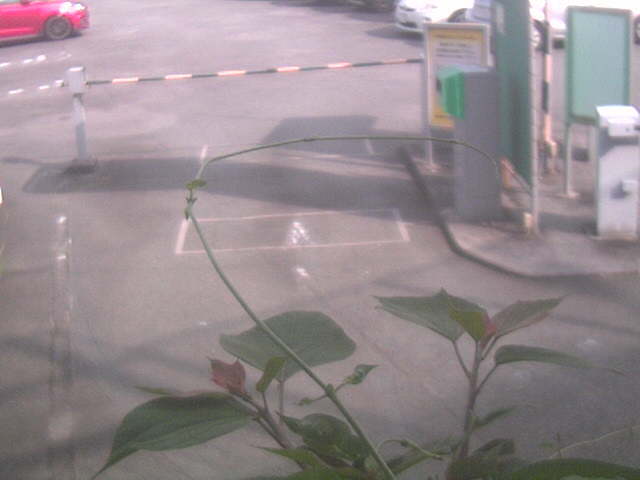 Screenshot from 110.4.140.105:81