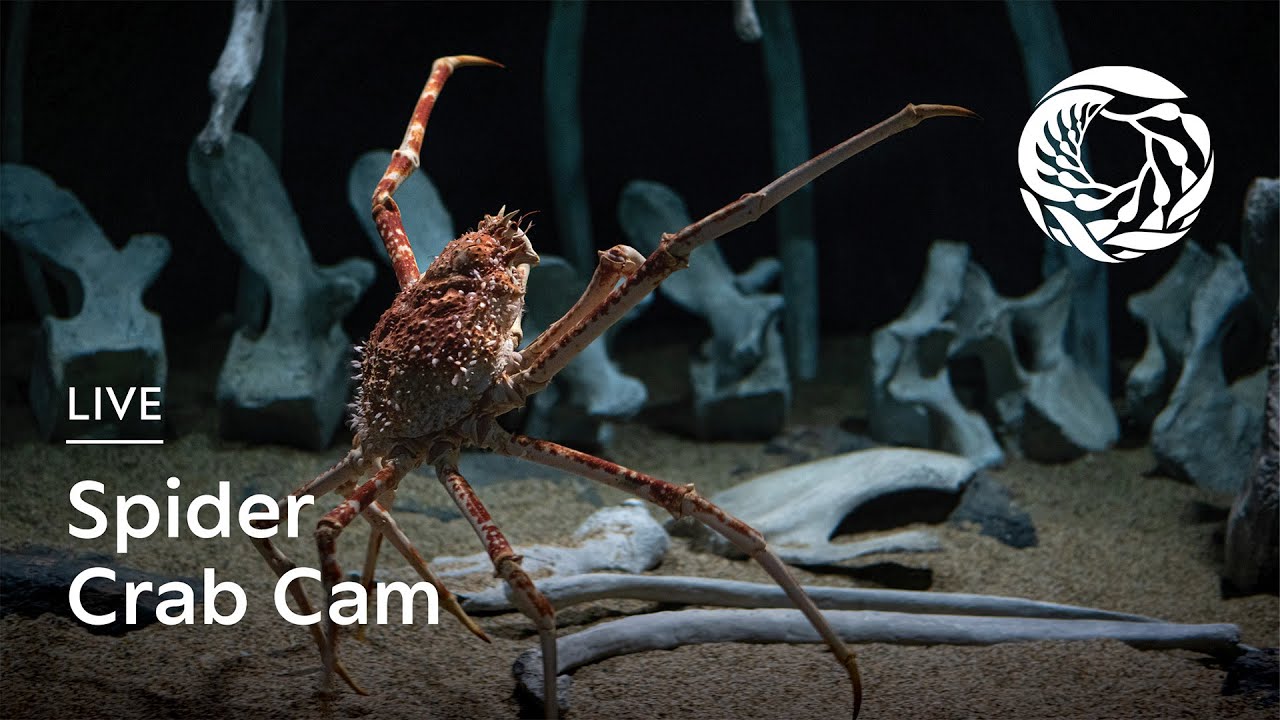 Thumbnail for Spider Crab (Monterey Bay Aquarium)