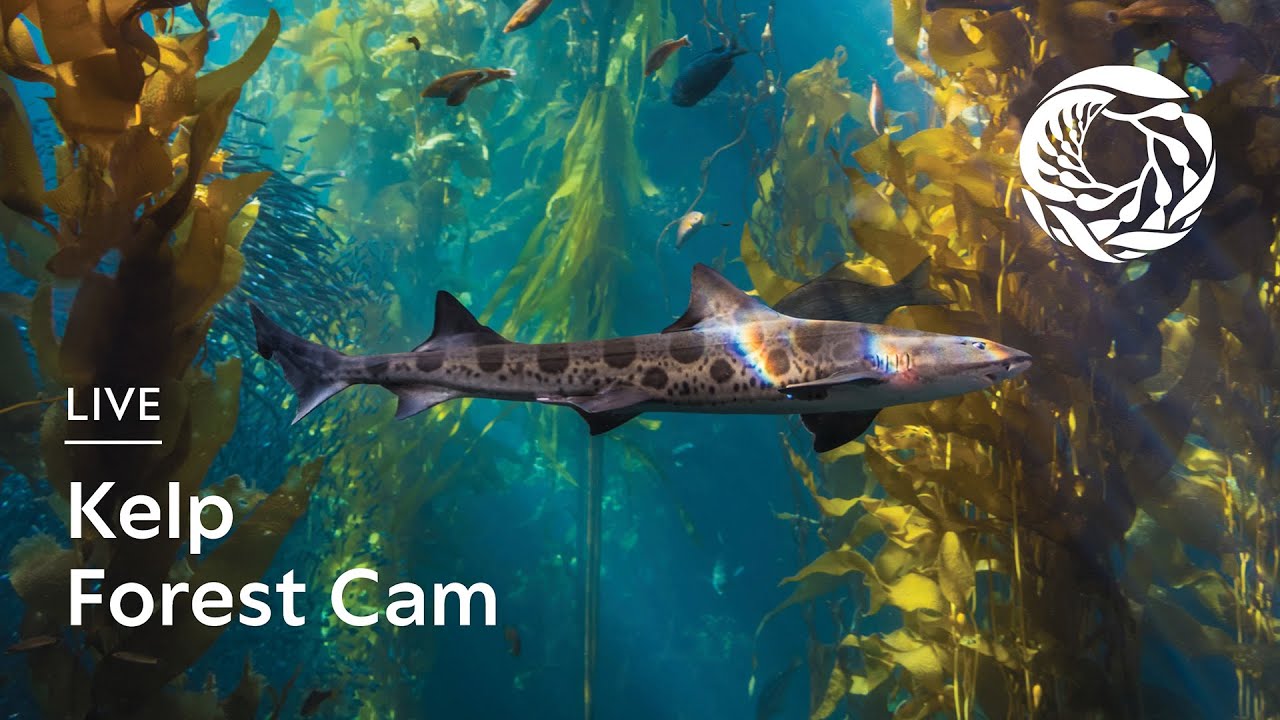 Thumbnail for Kelp Forest (Monterey Bay Aquarium)