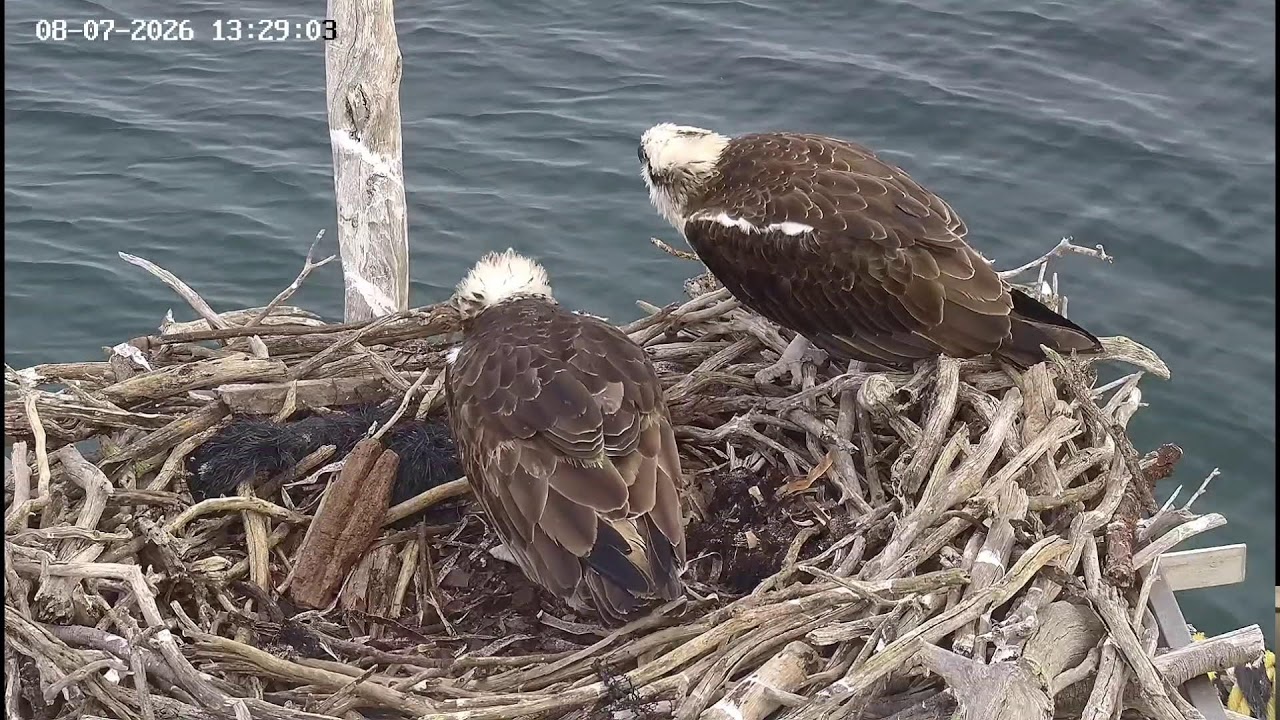 Thumbnail for Port Lincoln OspreyCam