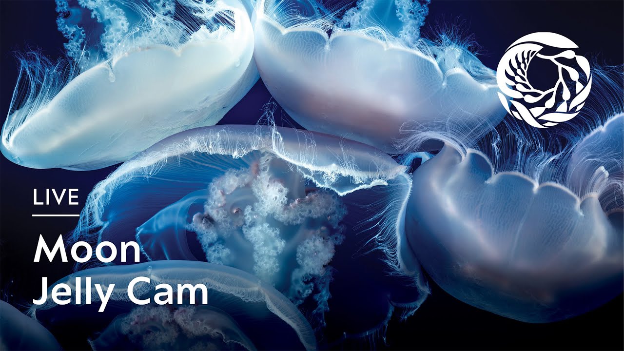 Thumbnail for Moon Jelly (Monterey Bay Aquarium)